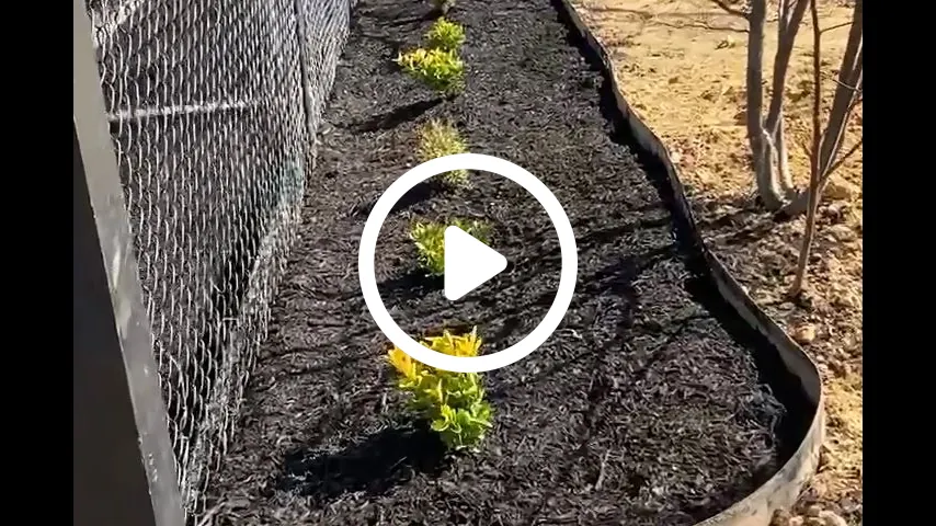 video1